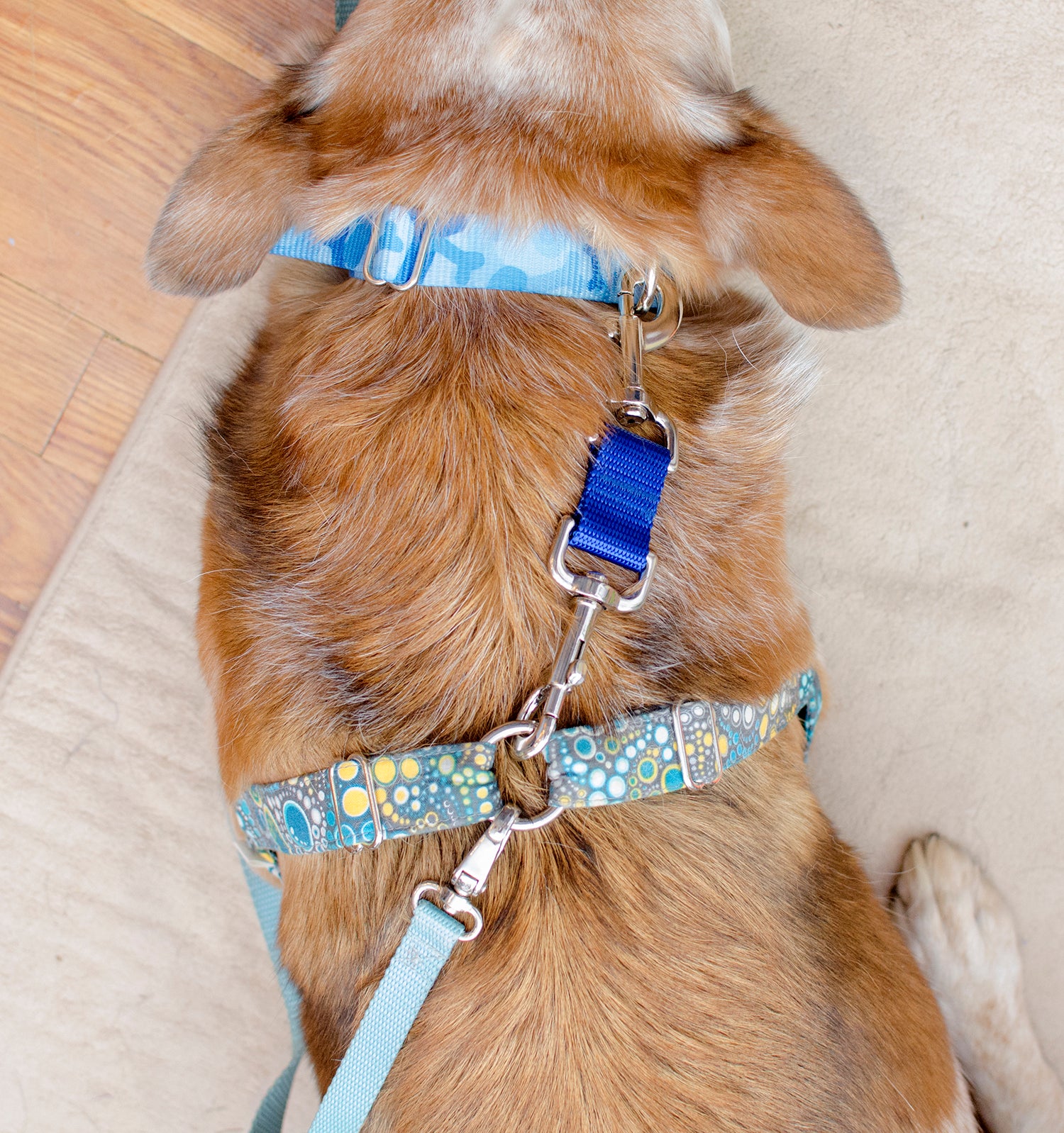 Harness to Collar Safety Clip - Fox Valley Dog Collars