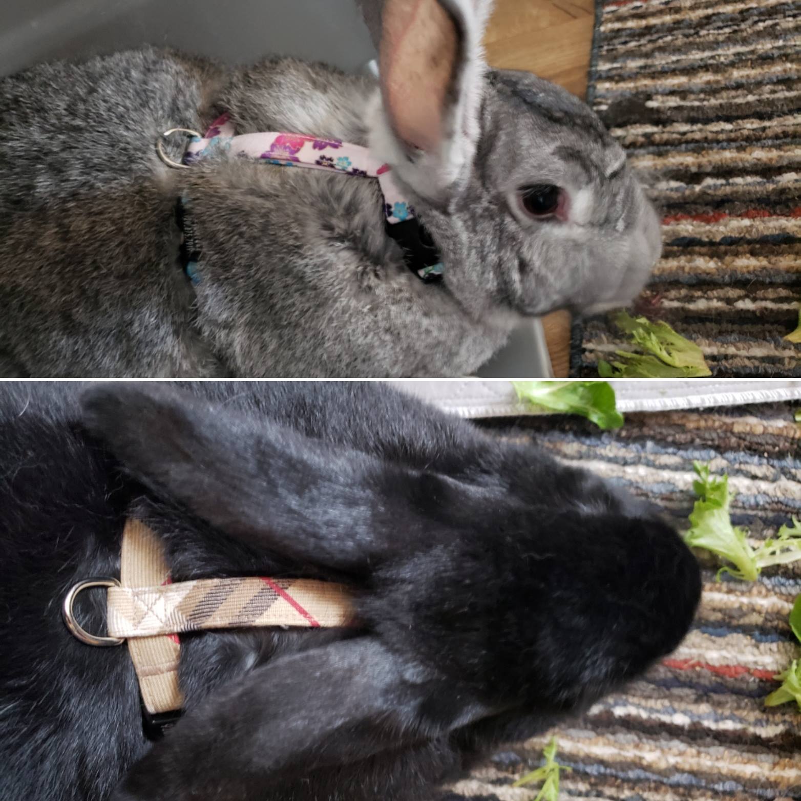 Choose-A-Fabric 5/8" or 3/4" Cat or Rabbit Harness, H-style - Fox Valley Dog Collars
