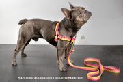 Choose-a-Print No Pull Harness - Fox Valley Pet Wear