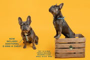 Patterned Webbing Step In Harness - 20 prints to choose from, made in the USA! - Fox Valley Pet Wear