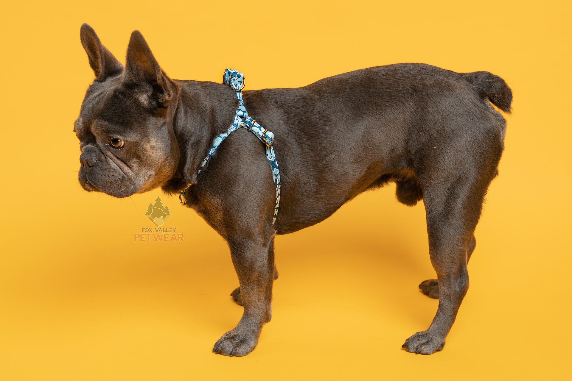Patterned Webbing Step In Harness - 20 prints to choose from, made in the USA! - Fox Valley Pet Wear
