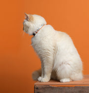Reflective 5/8" Extra Wide Breakaway Cat Collar - Fox Valley Pet Wear