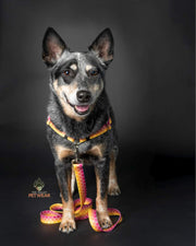 Choose-a-Print No Pull Harness - Fox Valley Pet Wear