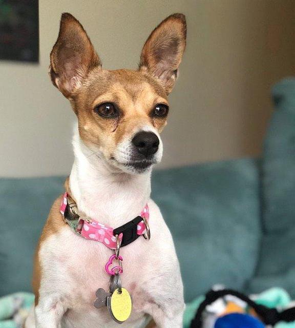 Choose-a-Fabric BreakAway Dog Collar - Fox Valley Dog Collars