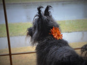 Flower Dog Collar Accessory - 16 colors - Fox Valley Dog Collars