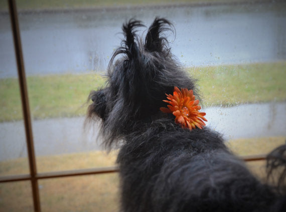 Flower Dog Collar Accessory - 16 colors - Fox Valley Dog Collars