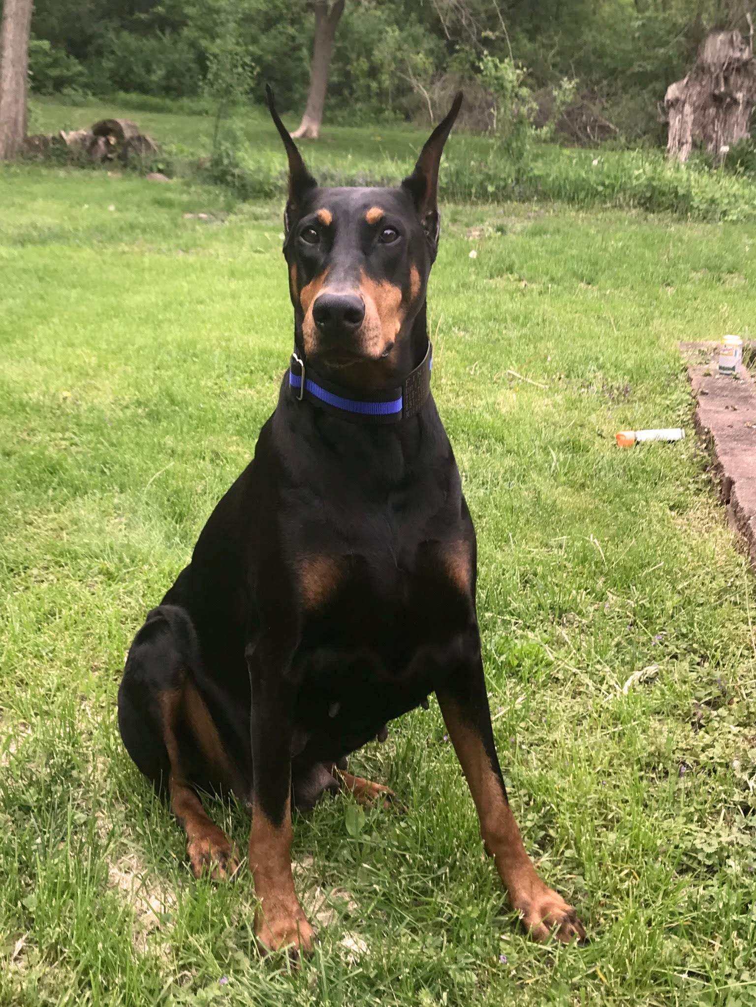 Thin Blue Line Dog Collar - flat buckle, martingale, breakaway - Fox Valley Dog Collars