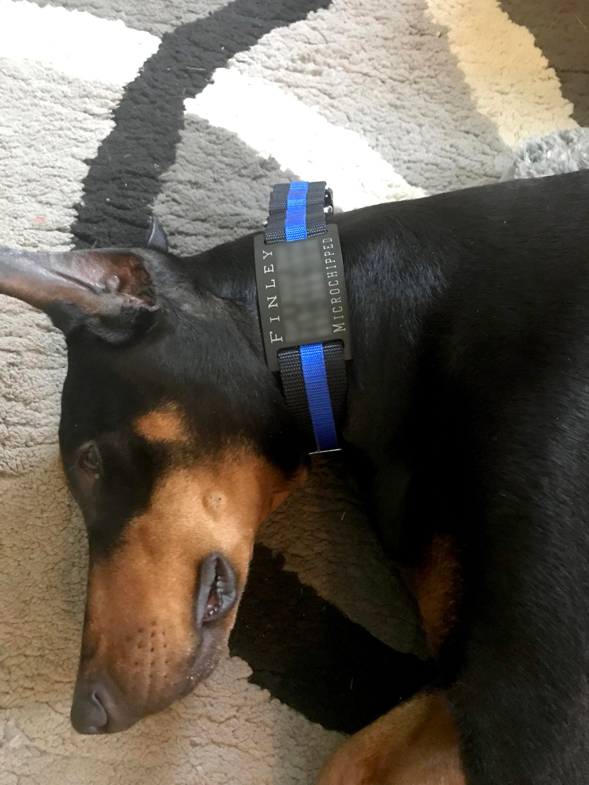 Thin Blue Line Dog Collar - flat buckle, martingale, breakaway - Fox Valley Dog Collars