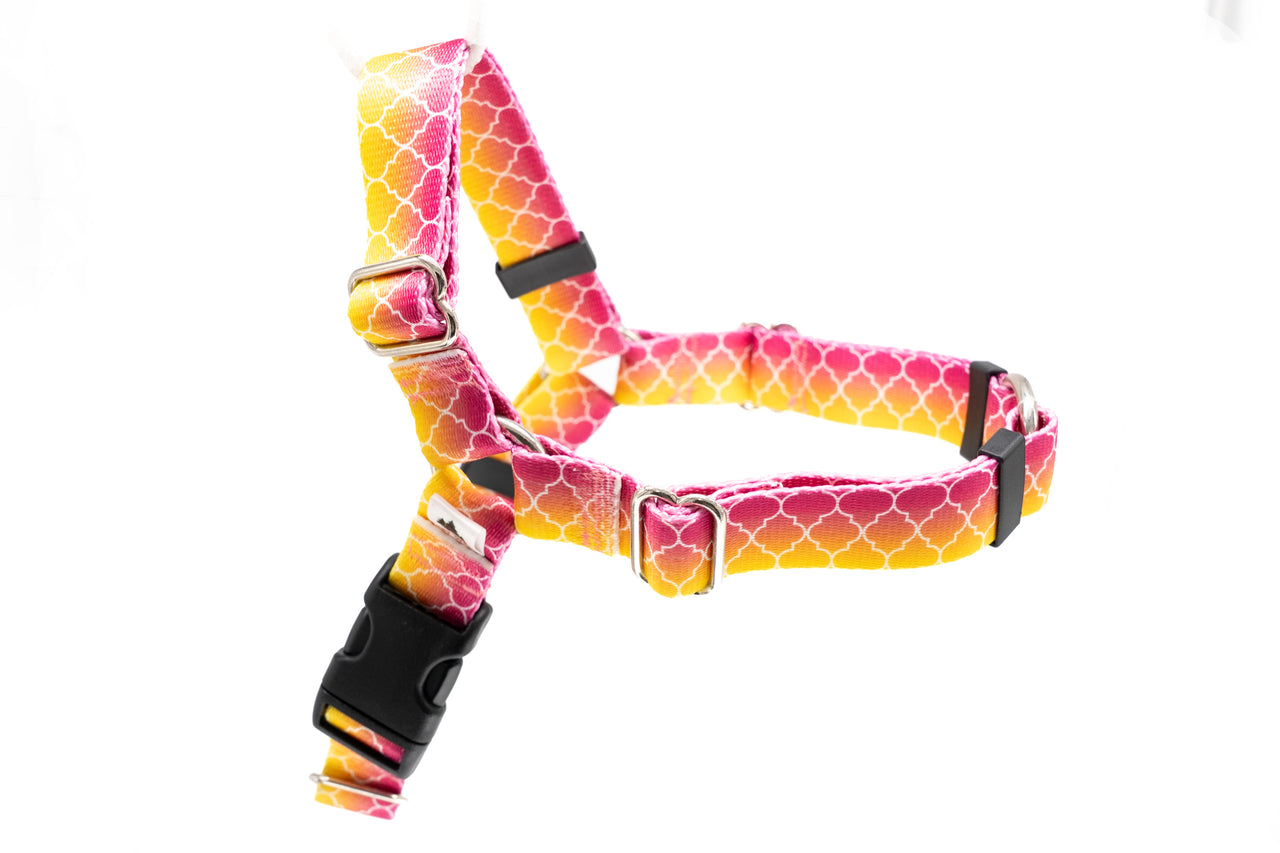 Fruity Ombre No Pull Harness | Large | 1" wide | Plastic Buckle