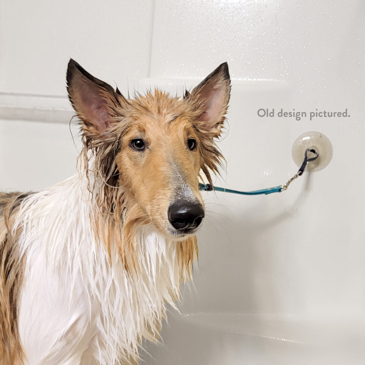 Bathing Anchor | Bathtub suction cup with grooming loop | Dog Bathing System | 14 colors