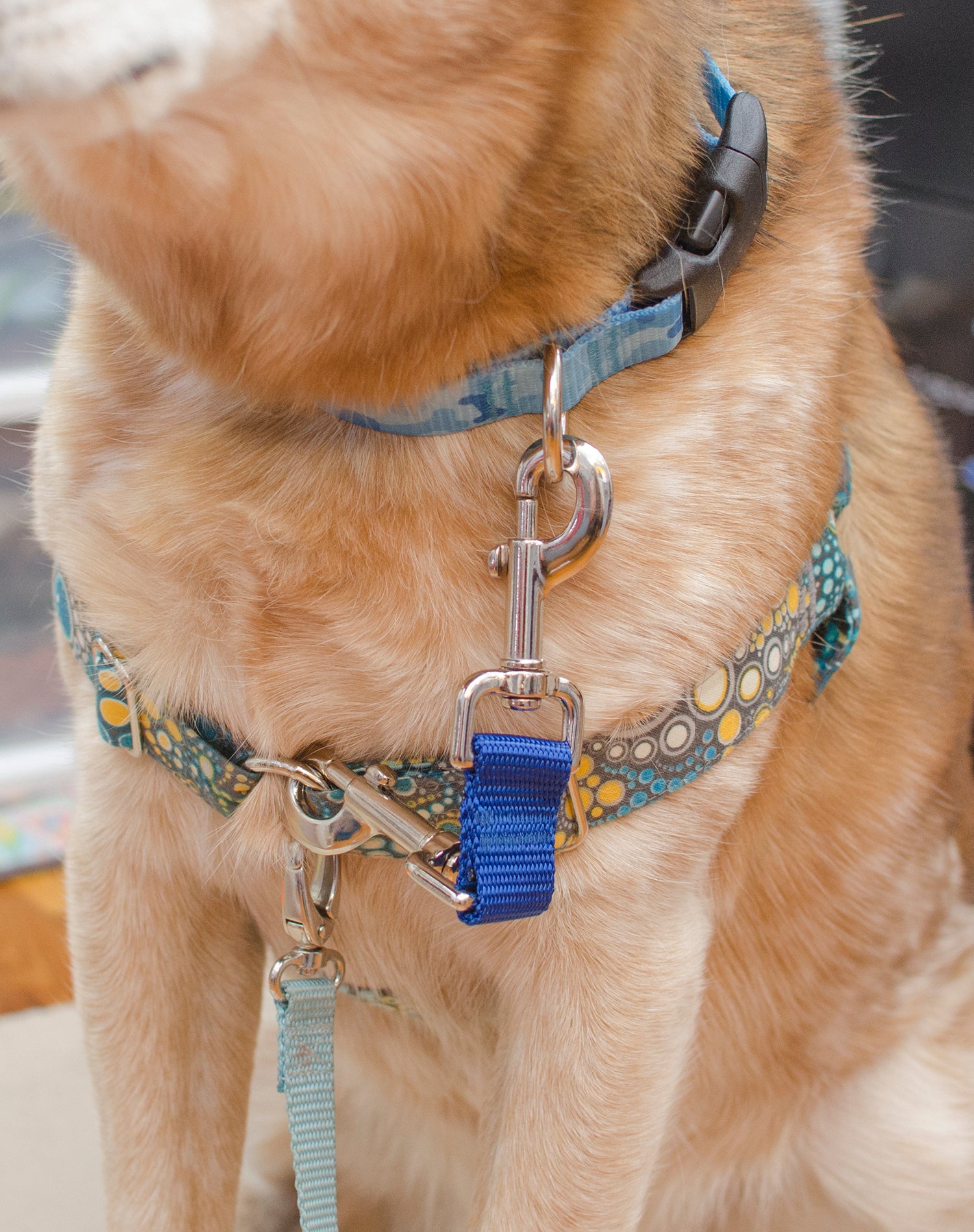 Dog leash shop with collar attached