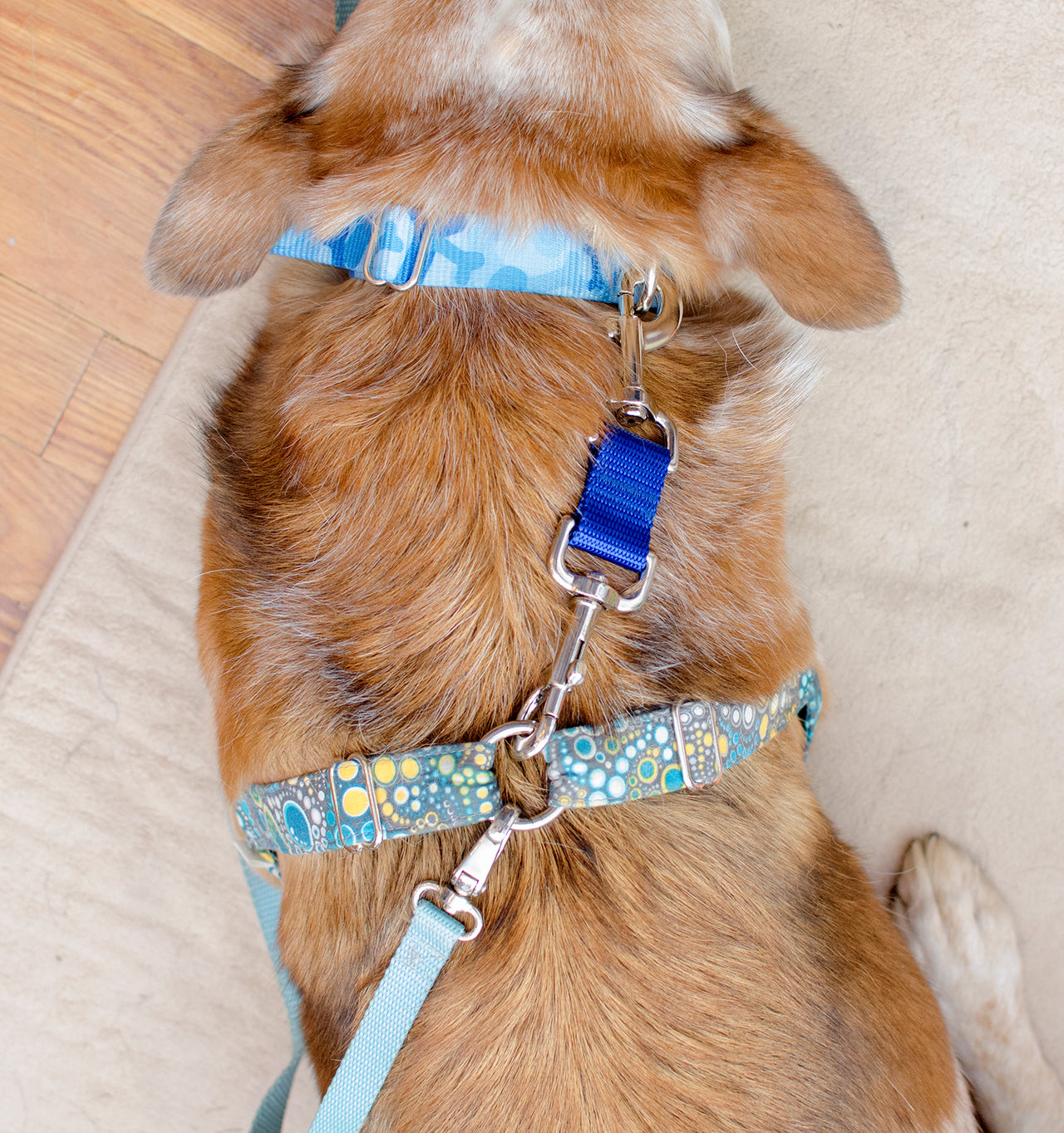 Harness to Collar Safety Clip - Fox Valley Dog Collars