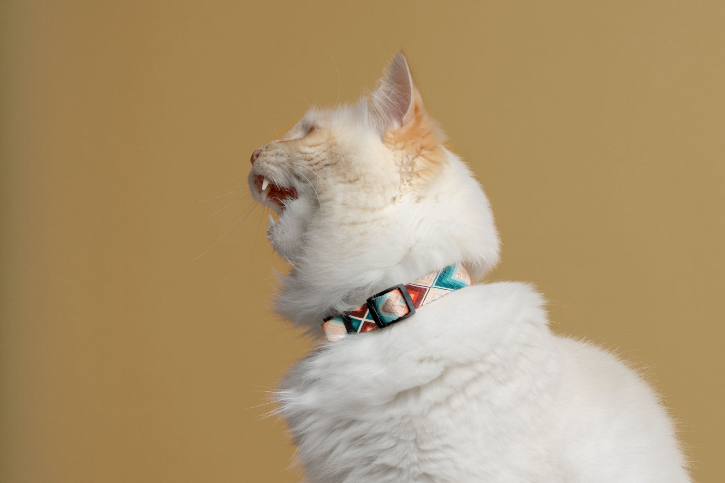 Thick cat clearance collars