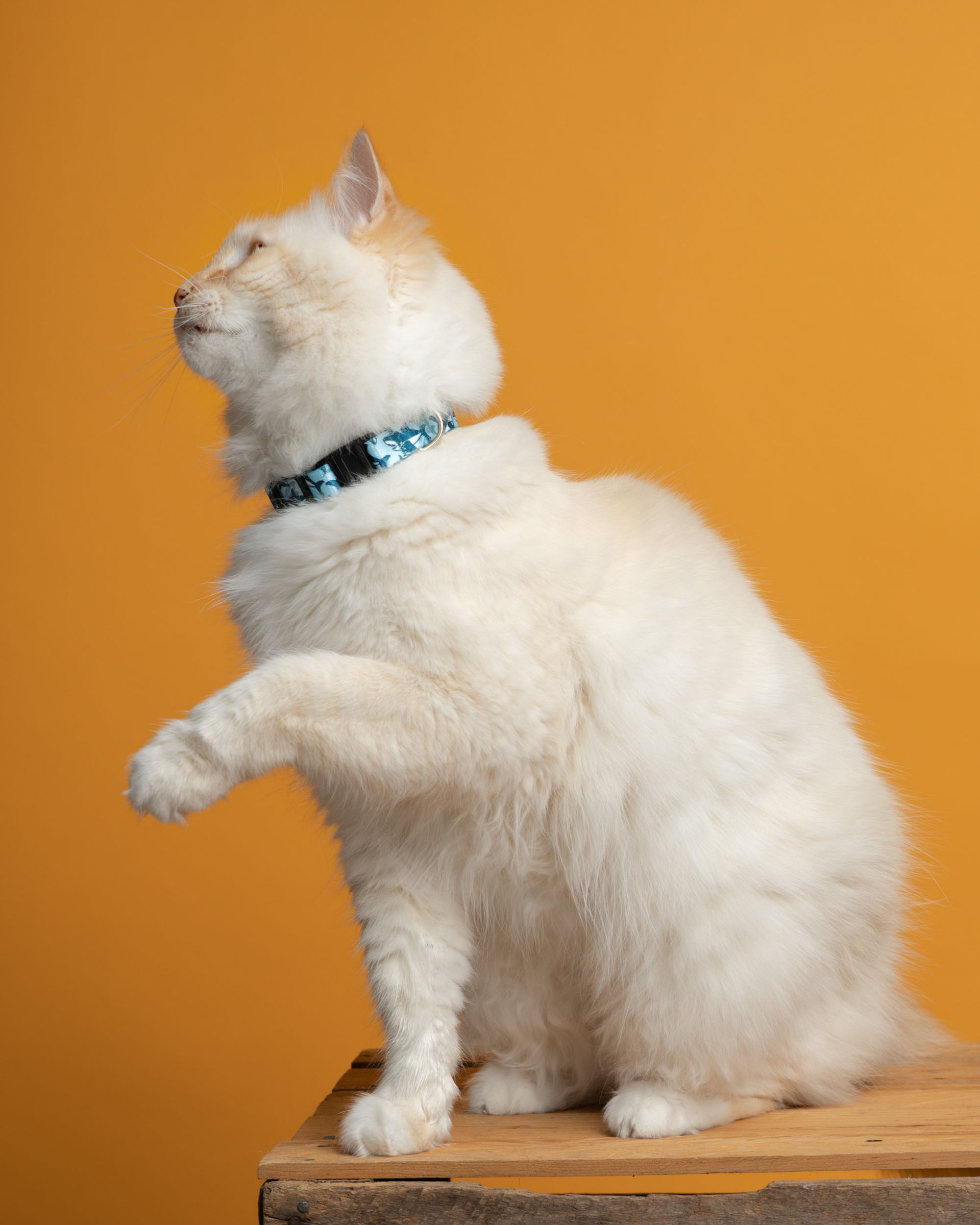Choose-a-Fabric Breakaway Cat Collar - Extra Wide 5/8" - Fox Valley Pet Wear