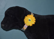 Flower Dog Collar Accessory - 16 colors - Fox Valley Dog Collars