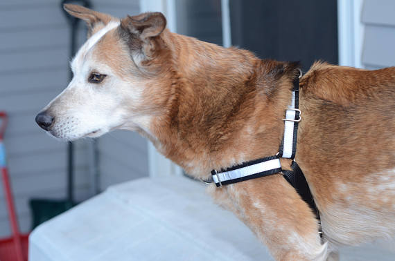 Reflective Dual-Attach No-Pull Harness™ - Fox Valley Pet Wear