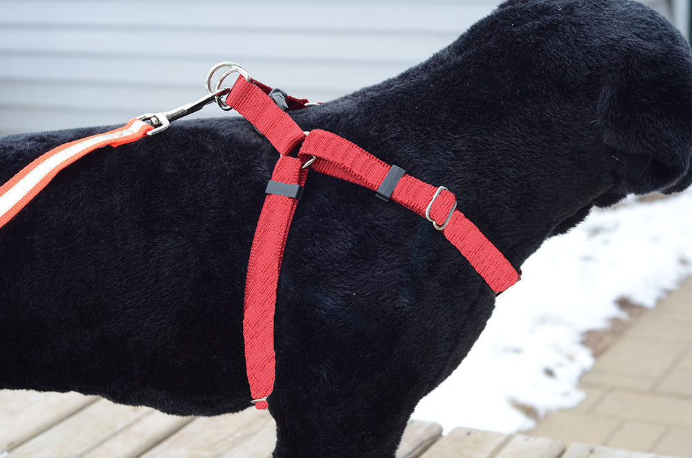 Reflective step in dog 2024 harness