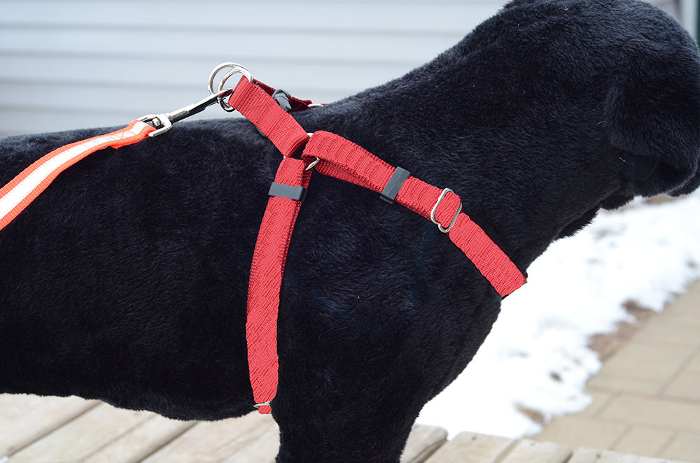 Soft Small Dog Harness and Leash Set - A-line Chest Strap